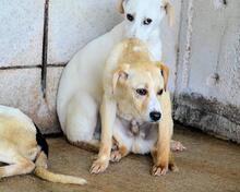 RODRIGUE, Hund, Mischlingshund in Italien - Bild 11