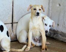 RODRIGUE, Hund, Mischlingshund in Italien - Bild 12