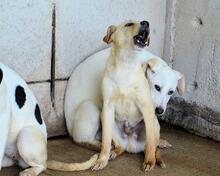 RODRIGUE, Hund, Mischlingshund in Italien - Bild 2