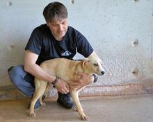 RODRIGUE, Hund, Mischlingshund in Italien - Bild 3