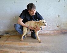 RODRIGUE, Hund, Mischlingshund in Italien - Bild 4