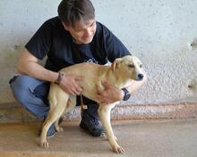 RODRIGUE, Hund, Mischlingshund in Italien - Bild 5