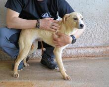 RODRIGUE, Hund, Mischlingshund in Italien - Bild 6
