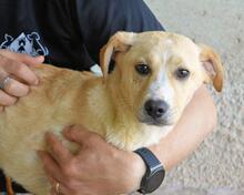 RODRIGUE, Hund, Mischlingshund in Italien - Bild 8