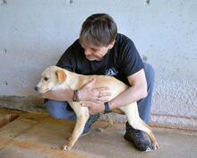 RODRIGUE, Hund, Mischlingshund in Italien - Bild 9