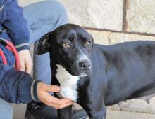 ROBERTHA, Hund, Mischlingshund in Italien - Bild 1