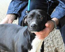 ROBERTHA, Hund, Mischlingshund in Italien - Bild 2