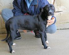 ROBERTHA, Hund, Mischlingshund in Italien - Bild 3