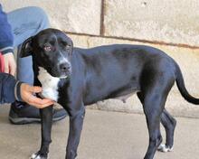ROBERTHA, Hund, Mischlingshund in Italien - Bild 4