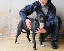 ROBERTHA, Hund, Mischlingshund in Italien - Bild 5
