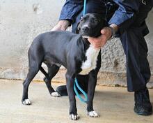 ROBERTHA, Hund, Mischlingshund in Italien - Bild 6