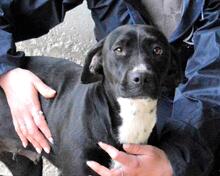 ROBERTHA, Hund, Mischlingshund in Italien - Bild 8