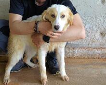 RAYNELLE, Hund, Mischlingshund in Italien - Bild 1
