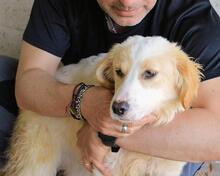 RAYNELLE, Hund, Mischlingshund in Italien - Bild 10
