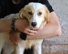 RAYNELLE, Hund, Mischlingshund in Italien - Bild 11