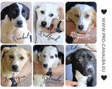 RAYNELLE, Hund, Mischlingshund in Italien - Bild 12