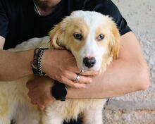 RAYNELLE, Hund, Mischlingshund in Italien - Bild 2