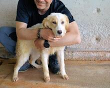 RAYNELLE, Hund, Mischlingshund in Italien - Bild 3