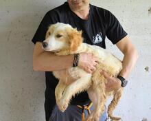 RAYNELLE, Hund, Mischlingshund in Italien - Bild 4