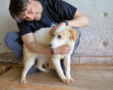 RAYNELLE, Hund, Mischlingshund in Italien - Bild 6