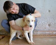 RAYNELLE, Hund, Mischlingshund in Italien - Bild 7