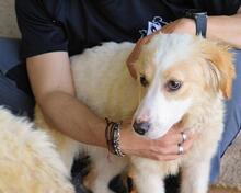 RAYNELLE, Hund, Mischlingshund in Italien - Bild 8