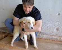 RAYNELLE, Hund, Mischlingshund in Italien - Bild 9