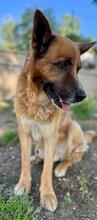 BOH, Hund, Deutscher Schäferhund-Mix in Italien - Bild 1
