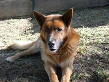 BOH, Hund, Deutscher Schäferhund-Mix in Italien - Bild 10