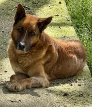 BOH, Hund, Deutscher Schäferhund-Mix in Italien - Bild 2