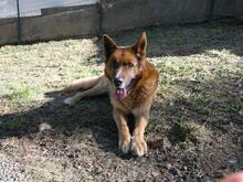 BOH, Hund, Deutscher Schäferhund-Mix in Italien - Bild 3