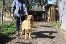 BOH, Hund, Deutscher Schäferhund-Mix in Italien - Bild 4