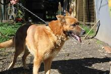 BOH, Hund, Deutscher Schäferhund-Mix in Italien - Bild 5