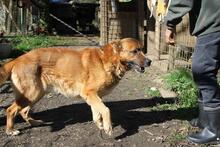BOH, Hund, Deutscher Schäferhund-Mix in Italien - Bild 6