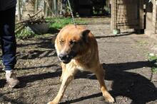 BOH, Hund, Deutscher Schäferhund-Mix in Italien - Bild 7