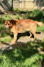 BOH, Hund, Deutscher Schäferhund-Mix in Italien - Bild 8