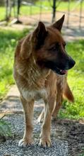 BOH, Hund, Deutscher Schäferhund-Mix in Italien - Bild 9