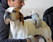 ALVILLE, Hund, Pointer in Italien - Bild 1