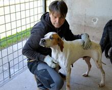 ALVILLE, Hund, Pointer in Italien - Bild 10
