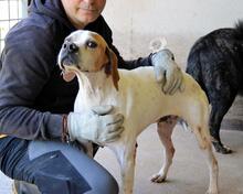 ALVILLE, Hund, Pointer in Italien - Bild 11