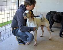 ALVILLE, Hund, Pointer in Italien - Bild 12