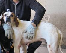 ALVILLE, Hund, Pointer in Italien - Bild 13
