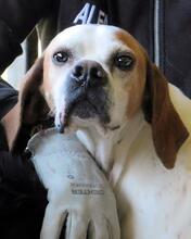 ALVILLE, Hund, Pointer in Italien - Bild 14
