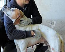 ALVILLE, Hund, Pointer in Italien - Bild 2