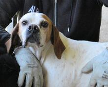 ALVILLE, Hund, Pointer in Italien - Bild 4