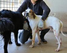 ALVILLE, Hund, Pointer in Italien - Bild 5