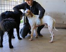 ALVILLE, Hund, Pointer in Italien - Bild 6