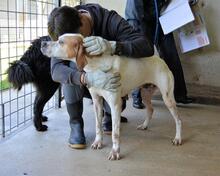 ALVILLE, Hund, Pointer in Italien - Bild 8