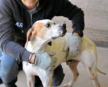 ALVILLE, Hund, Pointer in Italien - Bild 9