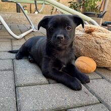 NAYA, Hund, Mischlingshund in Königslutter - Bild 1